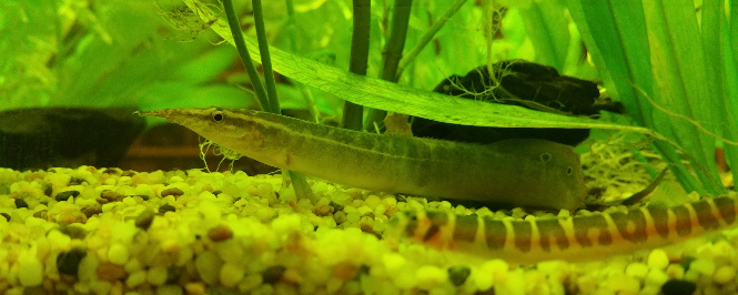 A Peacock Eel resting alongside a Kuhli loach and under a leaf on the bottom of its aquarium