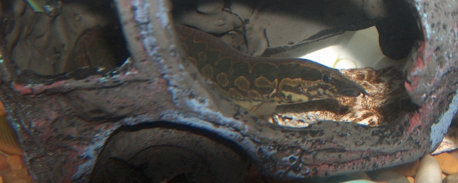 A Tire Track Eel inside an artificial piece of aquarium decor which looks like a small cave