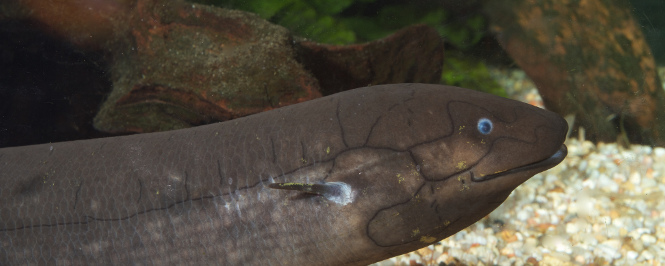 The African Lungfish looks prehistoric