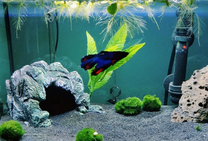 black sand aquarium