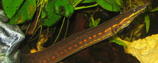 Fire Eel in a planted tank