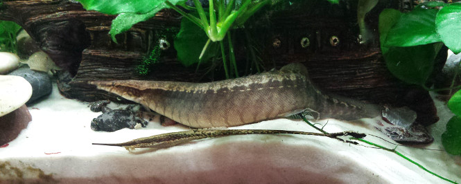 a small Half-banded Spiny Eel swimming near aquarium decoration