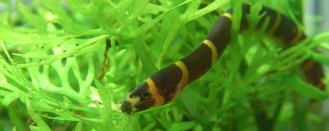 a small Kuhli Loach swimming through aquarium plants