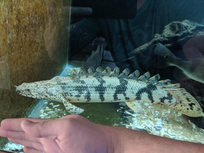 A large Bichir swimming near the aquarium bottom with a human hand in front of the tank's glass for size comparison