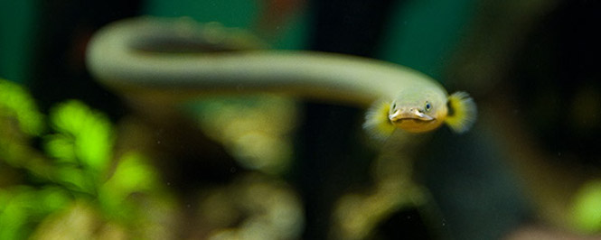 A Reedfish eel swimming in an S-like pattern