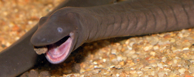 A Rubber eel trying to bite into food with its mouth wide open