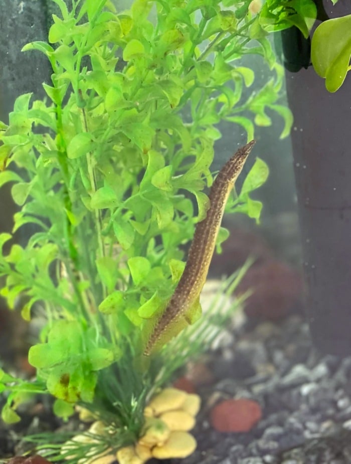 A Yellowtail Spiny Eel swimming vertically near a Glossostigma Elatinoides in an aquarium