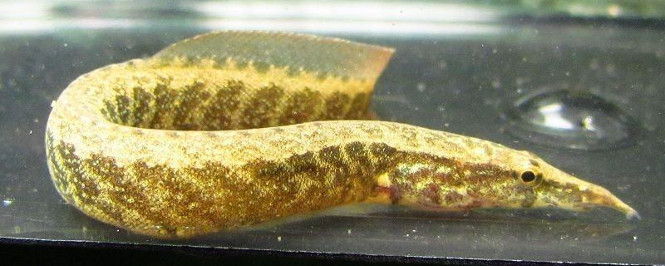 A golden Zig-Zag Eel lying on the bottom of its tank