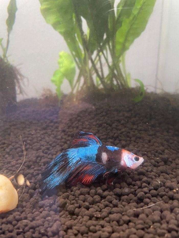 Birth deformation in Betta fish