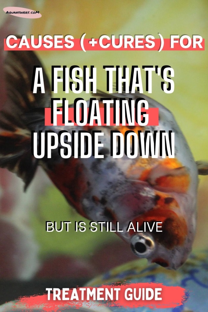 Cause Cures For A Fish That S Floating Upside Down But Is Still Alive Aquanswers