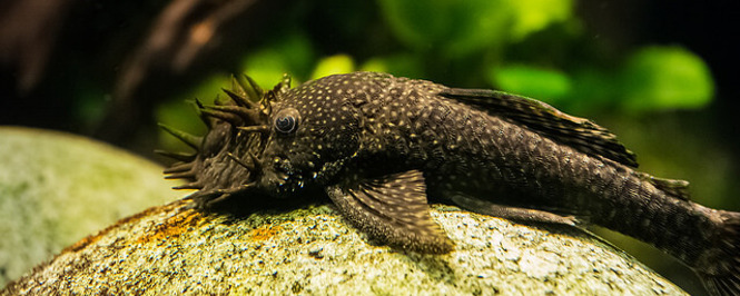 Bristlenose Pleco