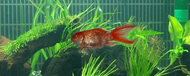 Common Goldfish