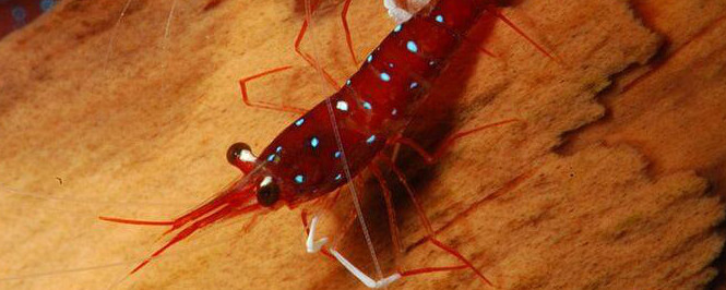 Cardinal Shrimp