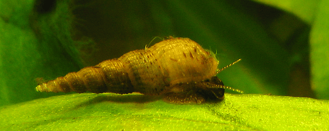 Trumpet Snail