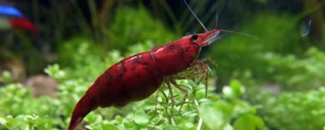 Red Cherry Shrimp