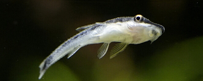 Pygmy Suckerfish