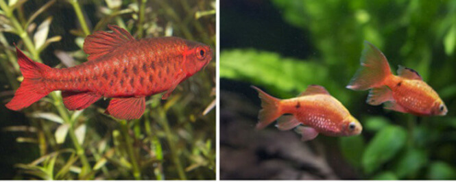 Rosy and Cherry Barb
