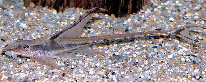 Royal Whiptail Catfish