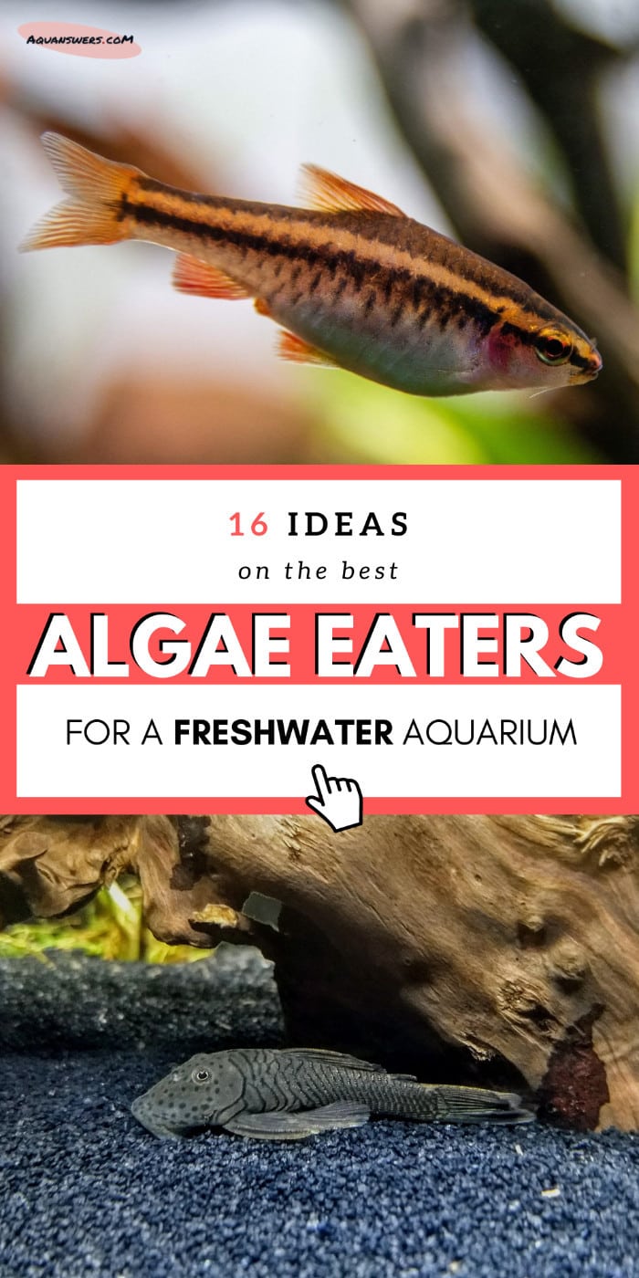 20 Hair Algae Eaters for a SPOTLESS Aquarium | Aquanswers