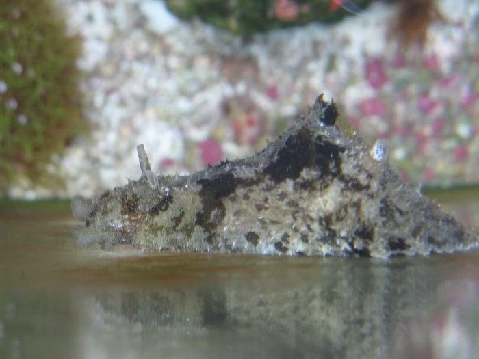 dolabella sea hare