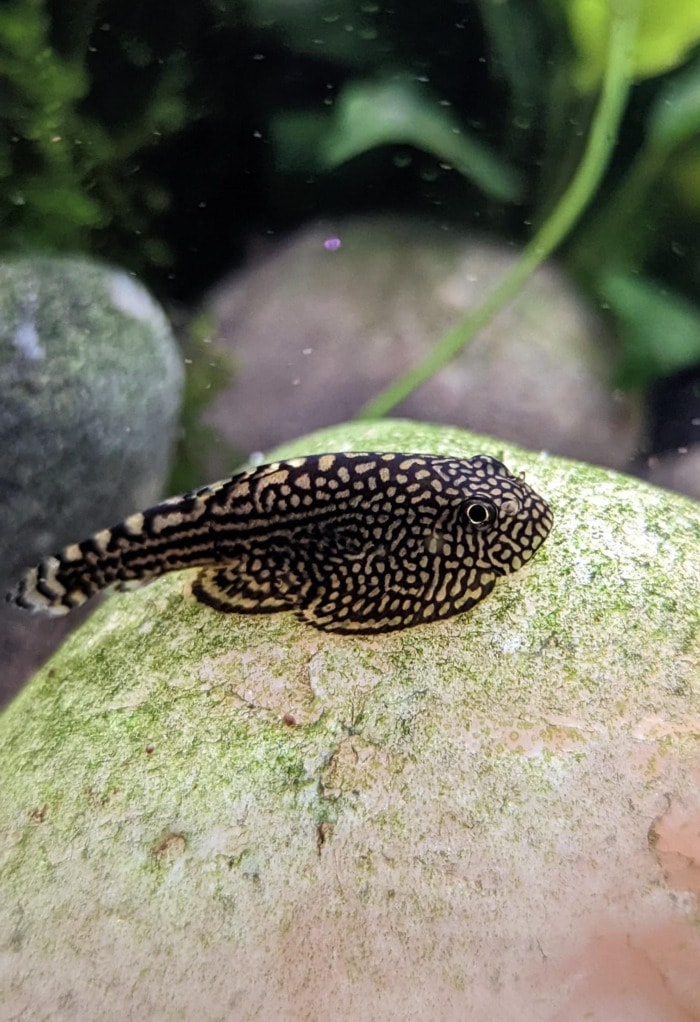 a hillstream loach resting on a piece of smooth rock