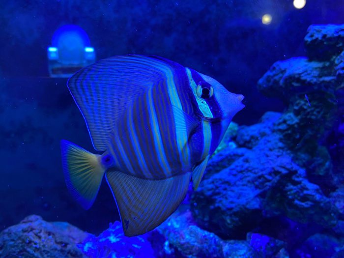 sailfin tang