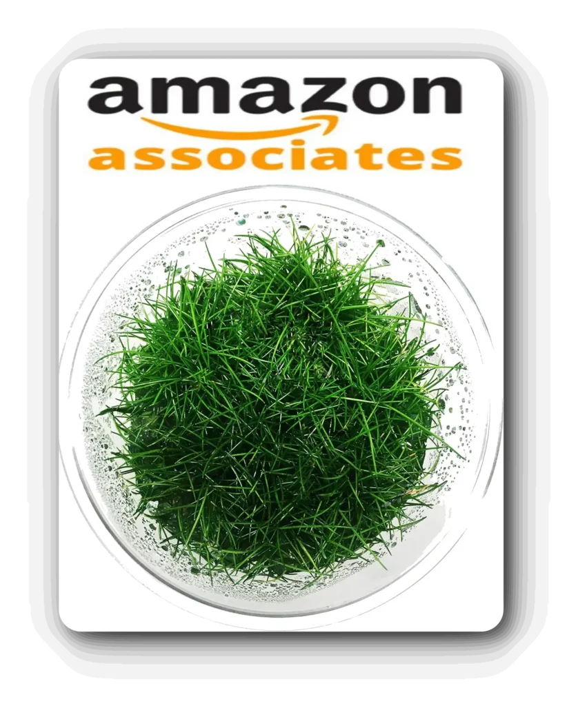 Greenpro Live Dwarf Hairgrass Plants