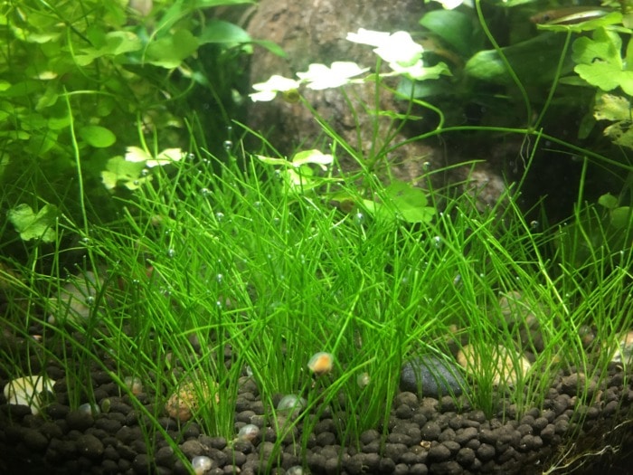 Hairgrass in sand