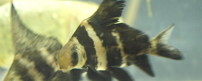 Chinese high-fin banded shark baby