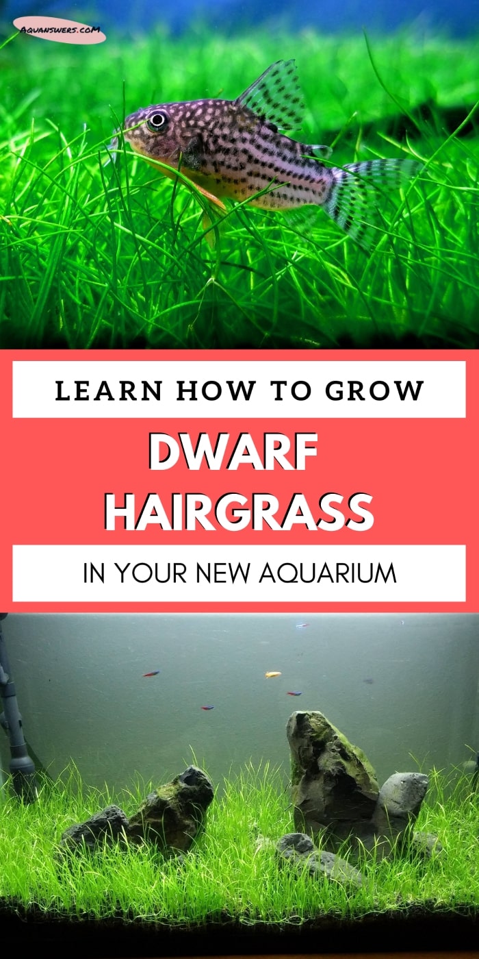 How to make a grass carpet in your aquarium?