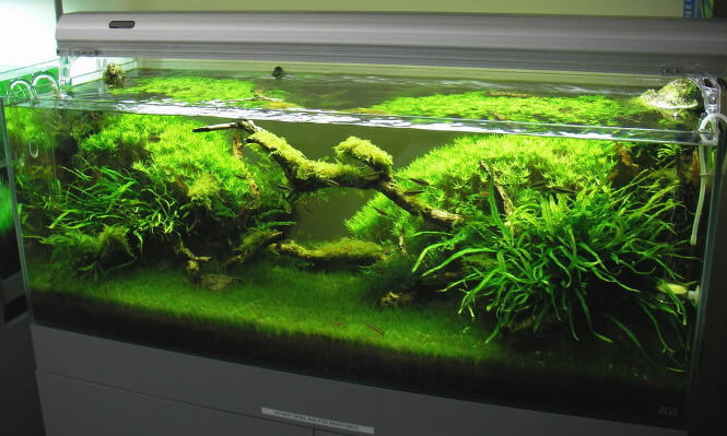 Dwarf hairgrass carpet