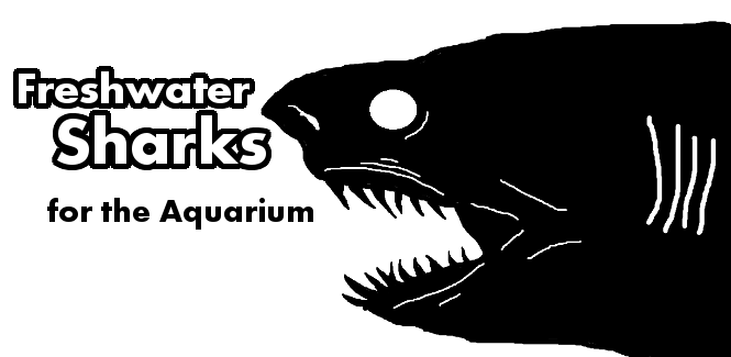 freshwater sharks for fish tanks header
