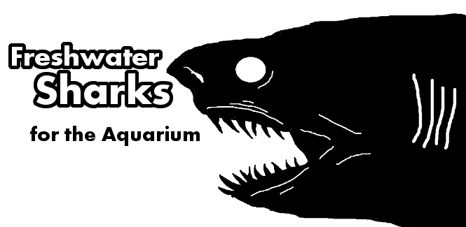 12 Small Big Freshwater Pet  Sharks  for a Home Aquarium 