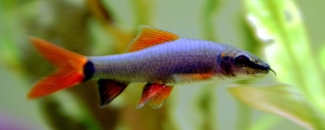 A rainbow shark cruising the aquarium.