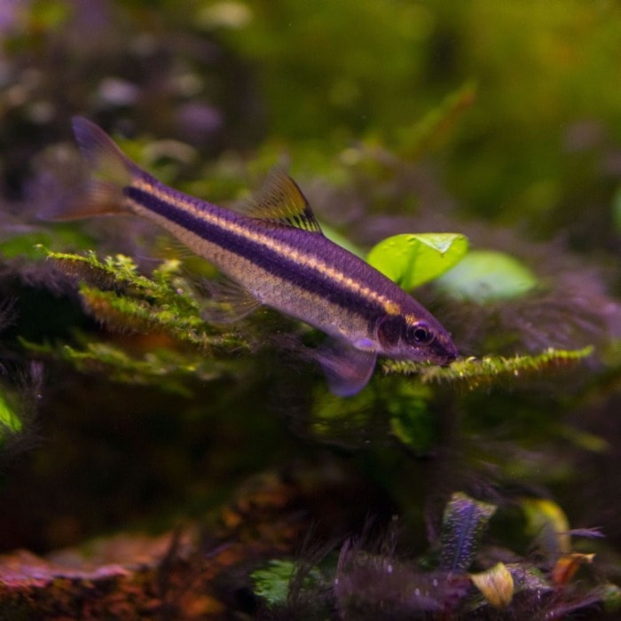 Close-up of a True Flying Fox Fish swimming in a planted aquarium