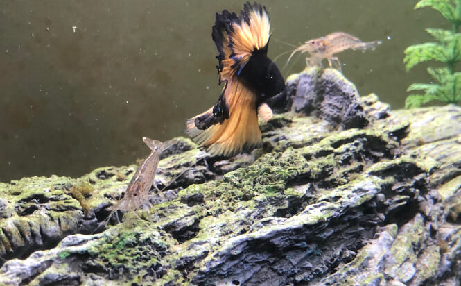 a betta sharing an aquarium with amano shrimp