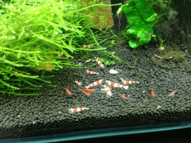 Fluval Plant and Shrimp Stratum