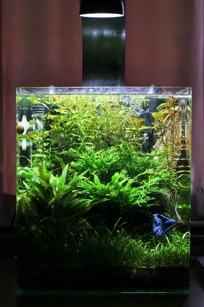 10 Best Betta Fish Tanks My Top Picks For 2021