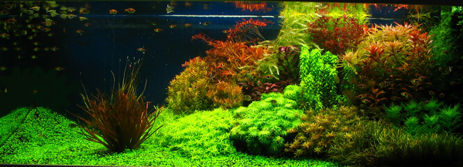 Aquascape Planted Tank