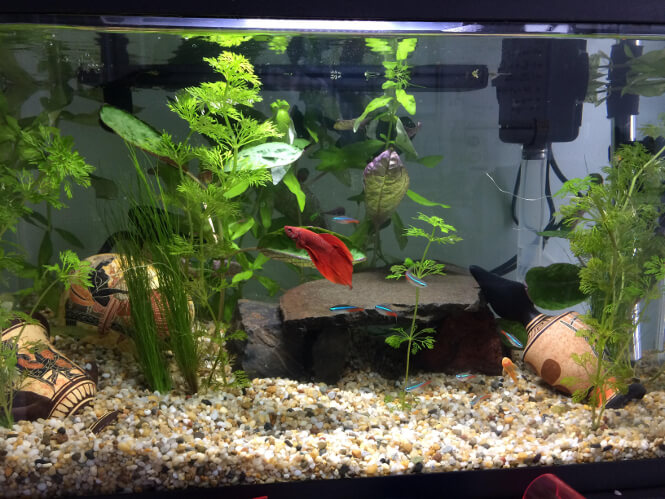 neon tetras and betta fish in a 10 gallon tank