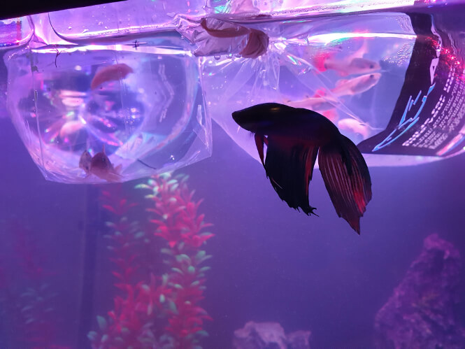 betta with new tank mates