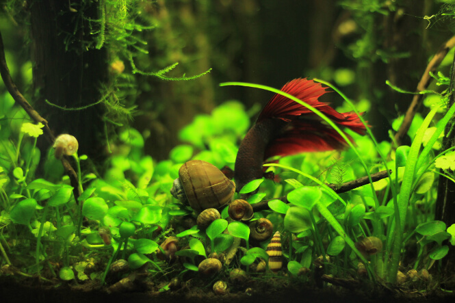 betta fish eating with snails