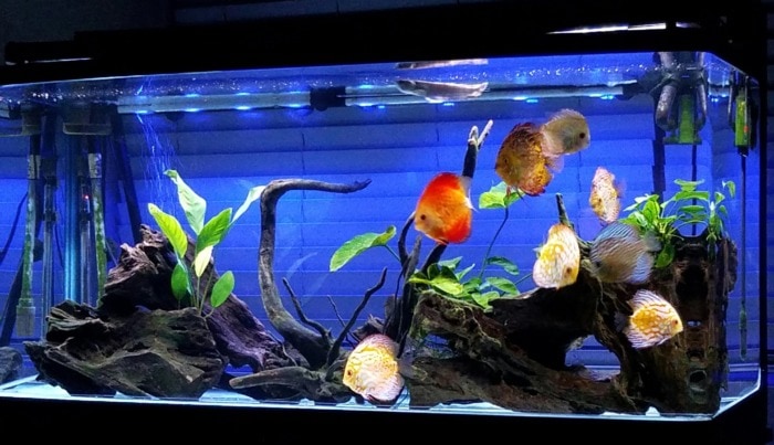 blue aquarium lighting