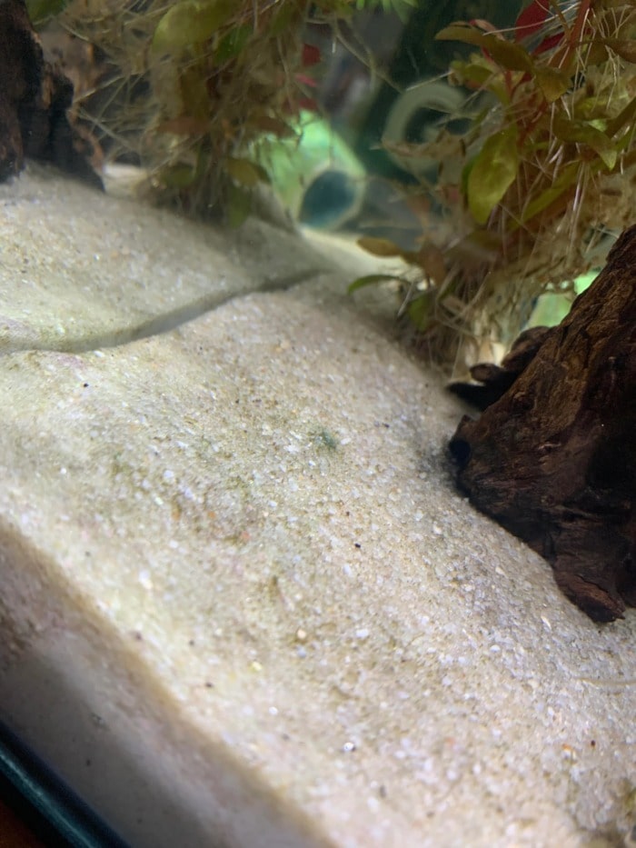 dirty aquarium substrate