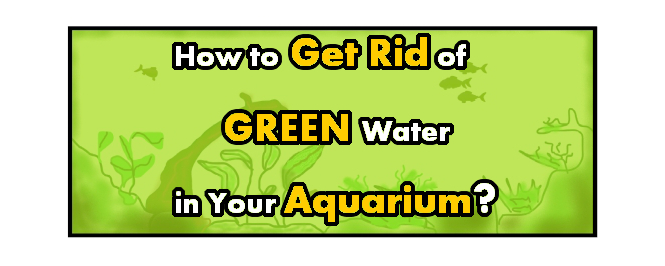 how to get rid of green water in aquarium header