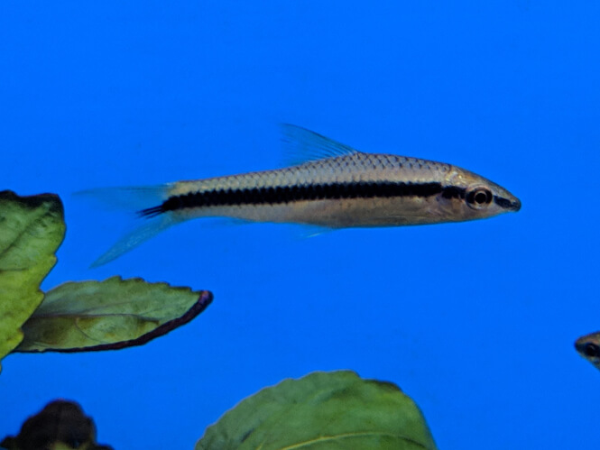 Close-up of a healthy Siamese Algae Eater