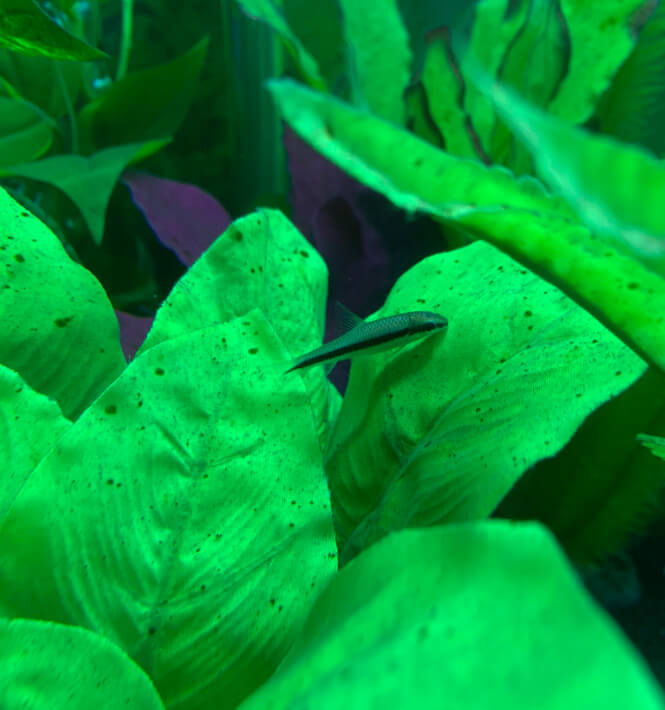 Siamese Algae Eater eating black algae