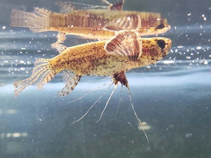 An African Butterfly Fish swimming below the water surface of an aquarium