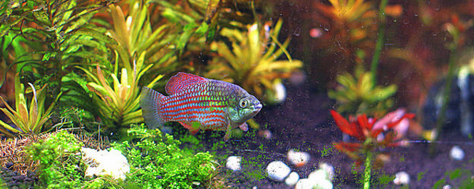 American Flagfish in a planted aquarium