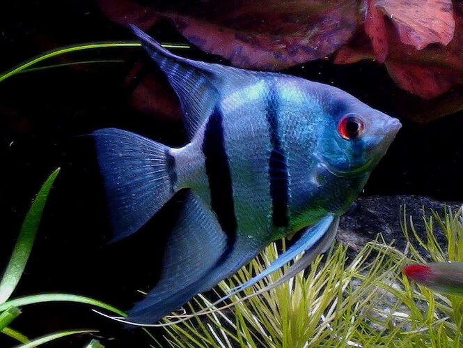 A blue Angelfish